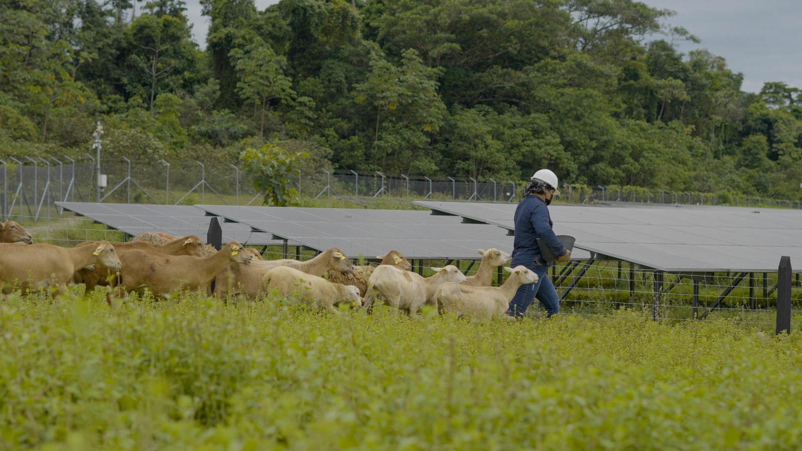 Producción ovina junto a paneles solares en el Meta
