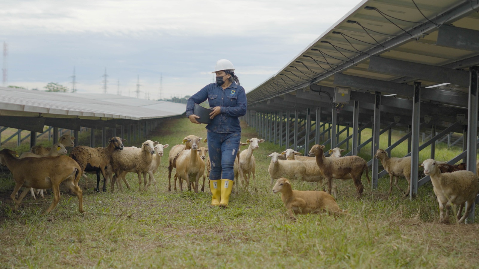 Mujer emprendedora realizando pastoreo solar